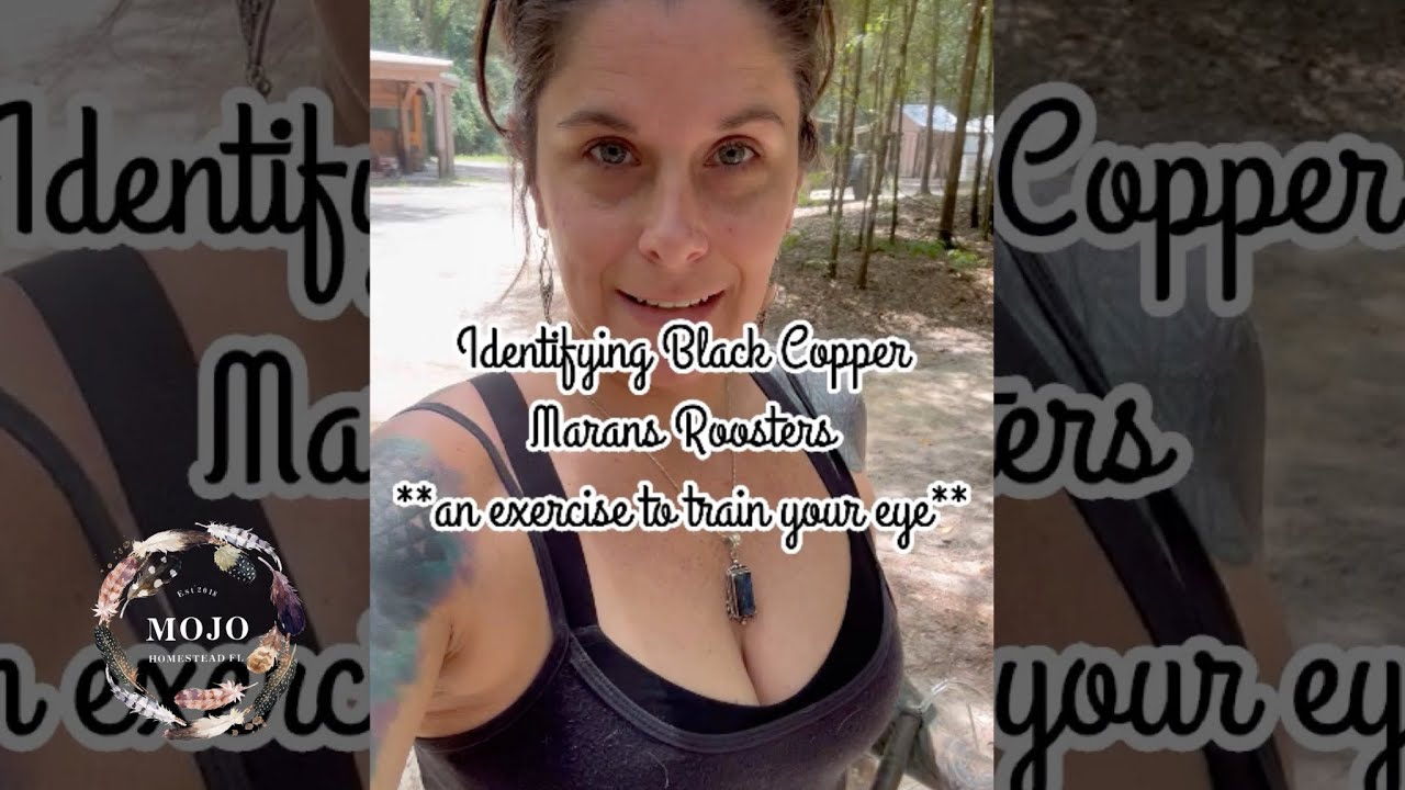 How to Identify Young Roosters - Using **Black Copper Marans**