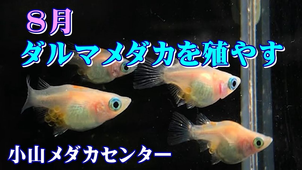【メダカ繁殖】8月ダルマメダカを殖やす