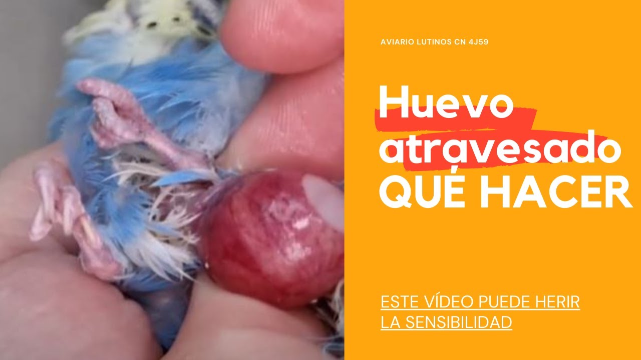 Cómo sacar un huevo atravesado o atorado