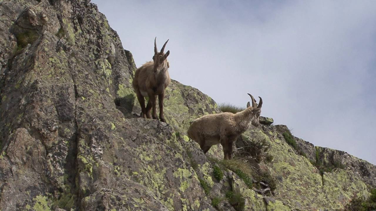 fauna   alpina  stambecchi