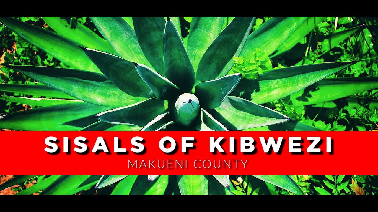 SISALS OF KIBWEZI: MAKUENI COUNTY