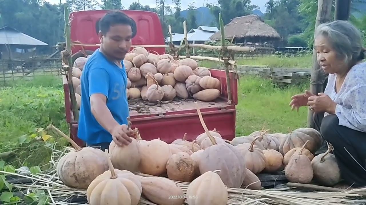 unloading pumpkins||pig feed||newly established pig farm
