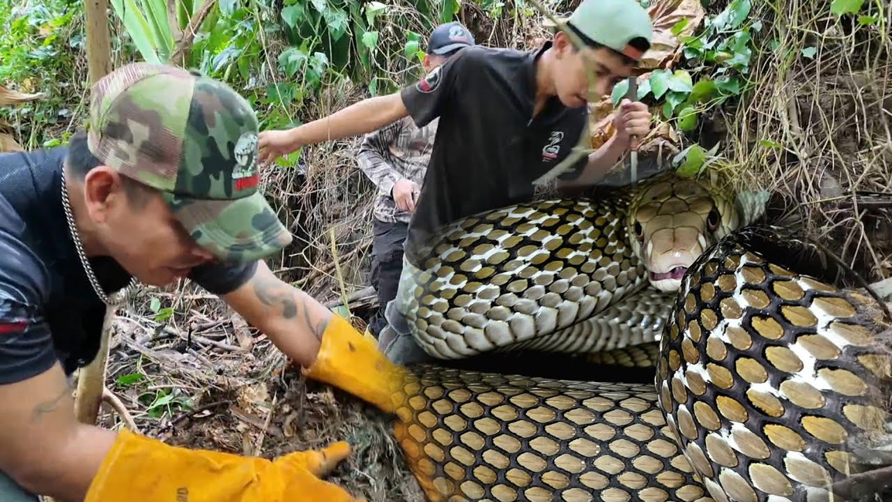 INAAKALANG KING COBRA HULI SA ROSARIO BATANGAS 