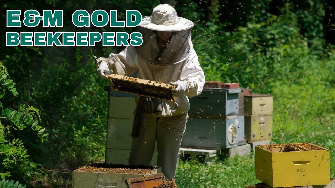 How E&M Gold Turns Beekeeping into a Thriving Business