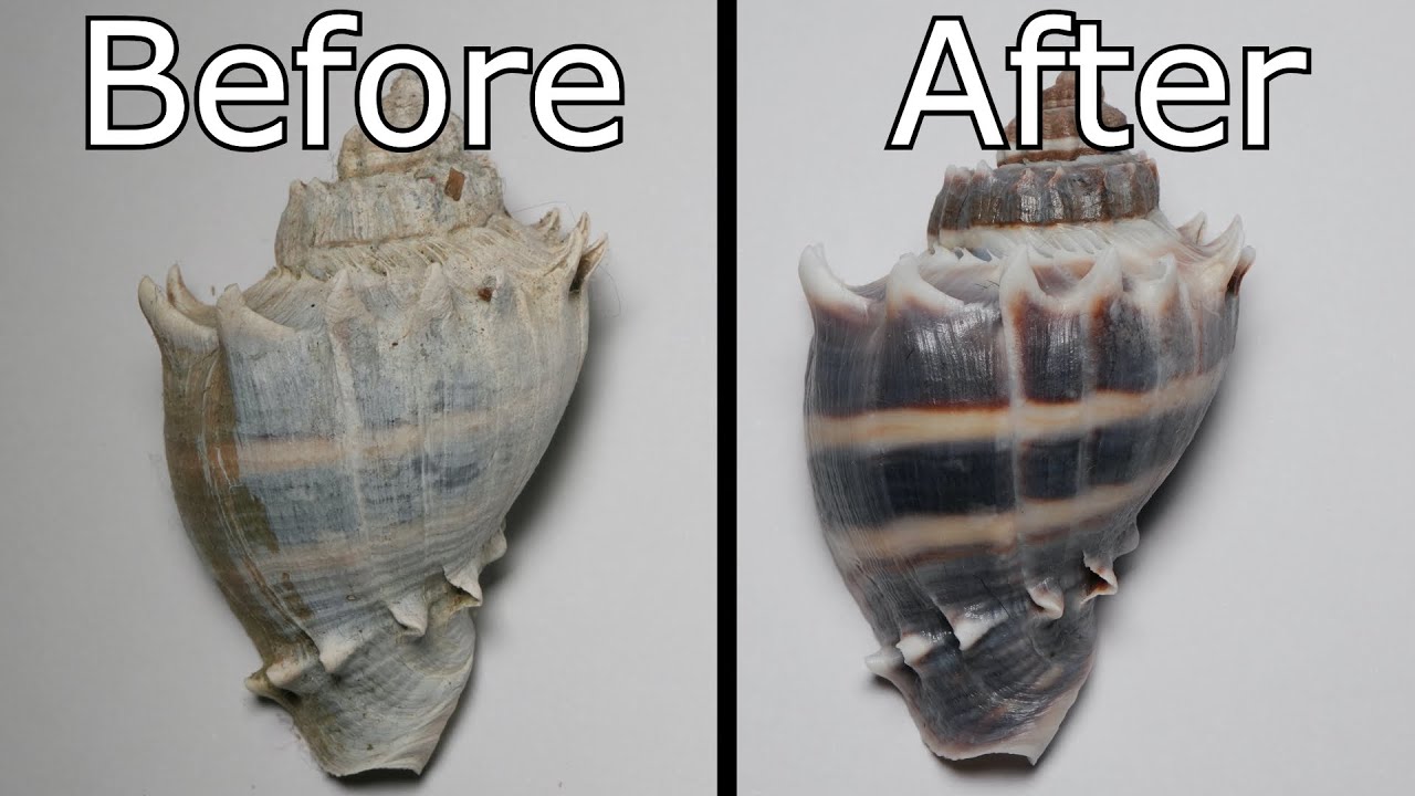 Do THIS to Make Your Shells Look Museum Quality!