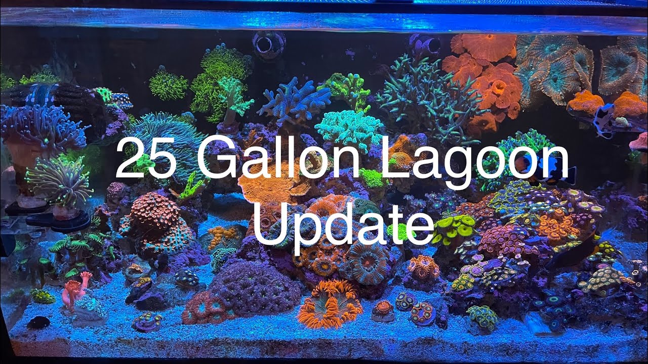Nano Reef Tank Update Tour! Innovative marine 25 gallon lagoon saltwater aquarium! Tons of coral!!!!