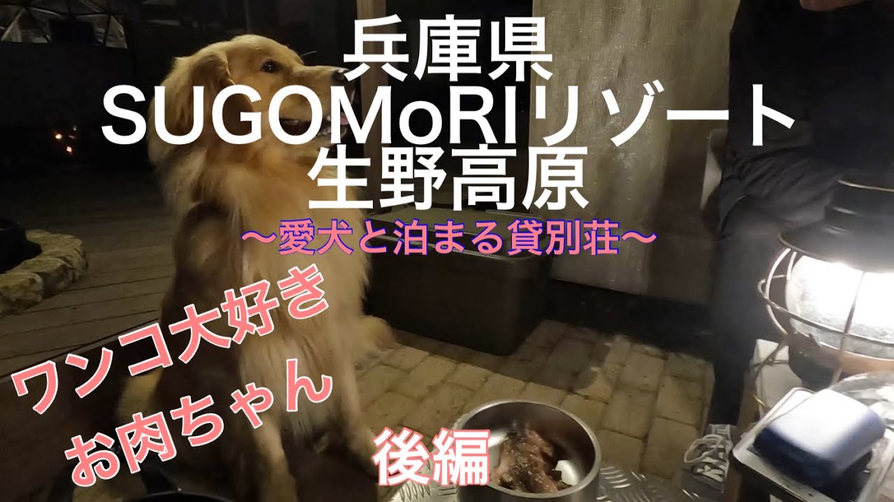 犬キャンプ【兵庫県SUGOMoRIリゾート】〜愛犬と泊まる貸別荘〜へ行ってきた/後編#ゴールデンのサーフちゃんねる #SUGOMoRI#貸別荘#goldenretriever