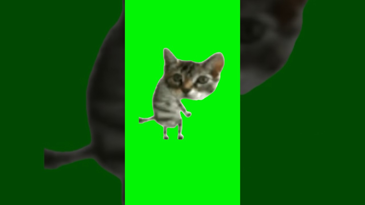 Silly Cat Dance | Green Screen #catmeme #cats #kitty #kitten #meme #dancing #silly #fyp