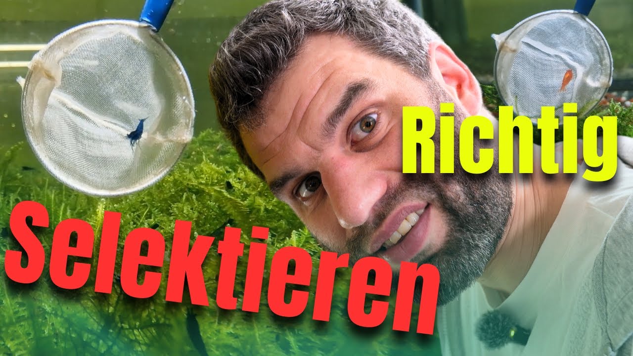 Schlechte Garnelen rausfangen oder komplett neu starten? Die ehrliche Antwort!