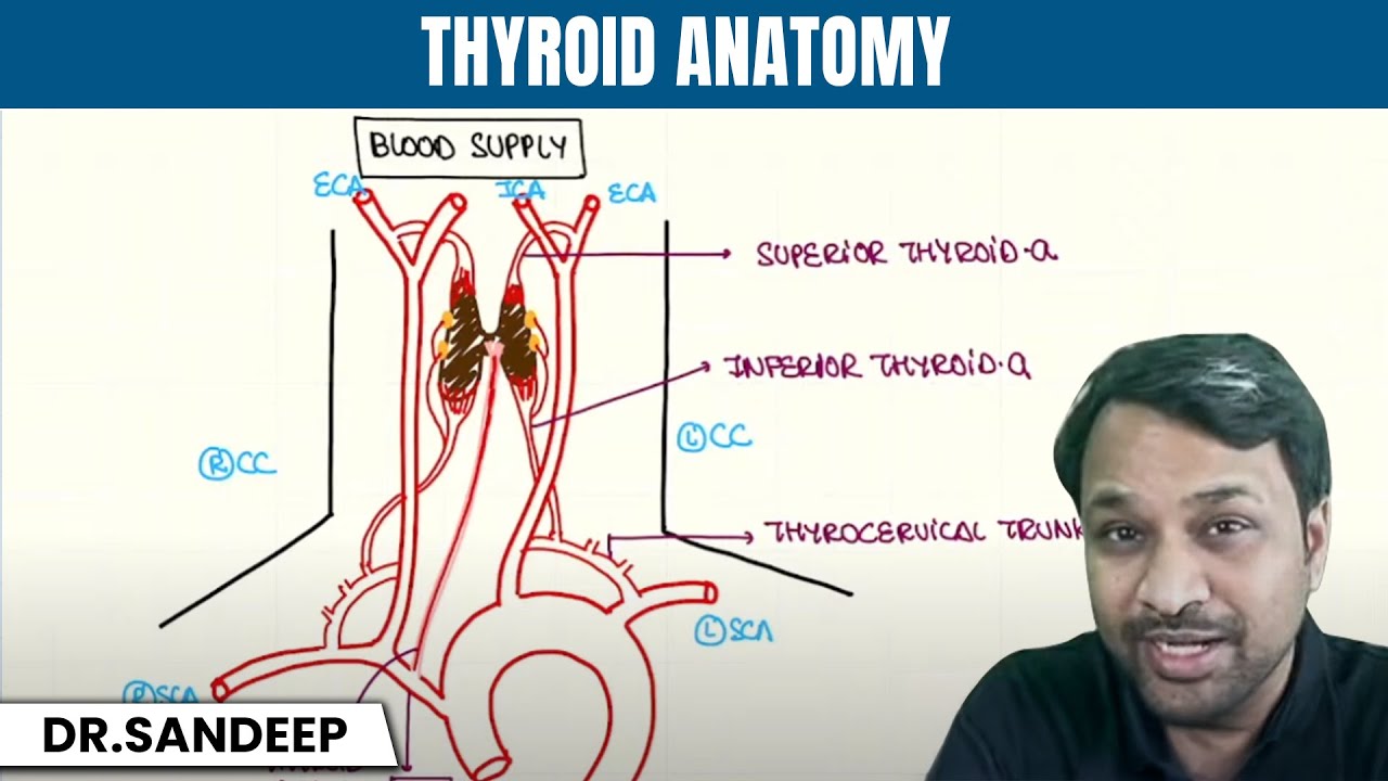 Thyroid Anatomy & Embryology | Bailey and Love Surgery Lectures (BLS) | Dr Sandeep Sir | PW MedEd