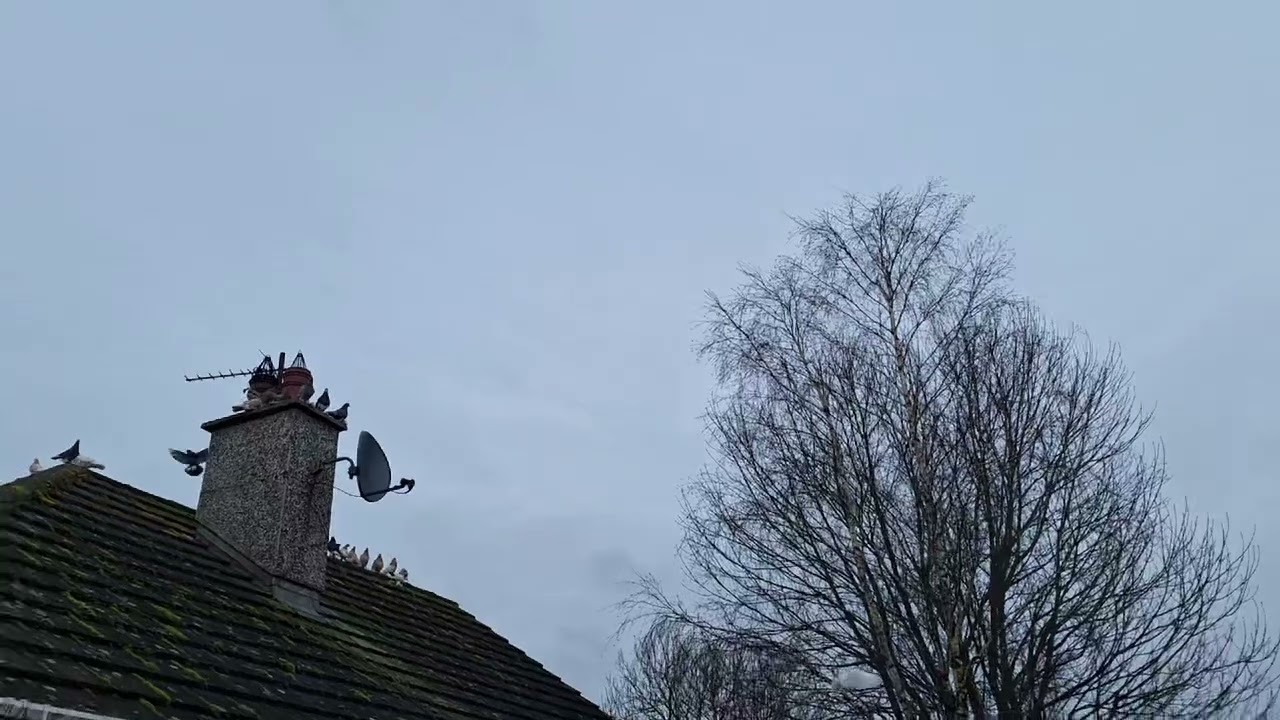 Irish Old School Tumbler Stock Cocks and Hens 2026