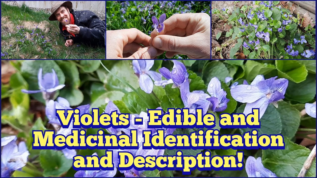 Violets! Edible and Medicinal Spring Flowers - Identification and Description Early Blue Violet