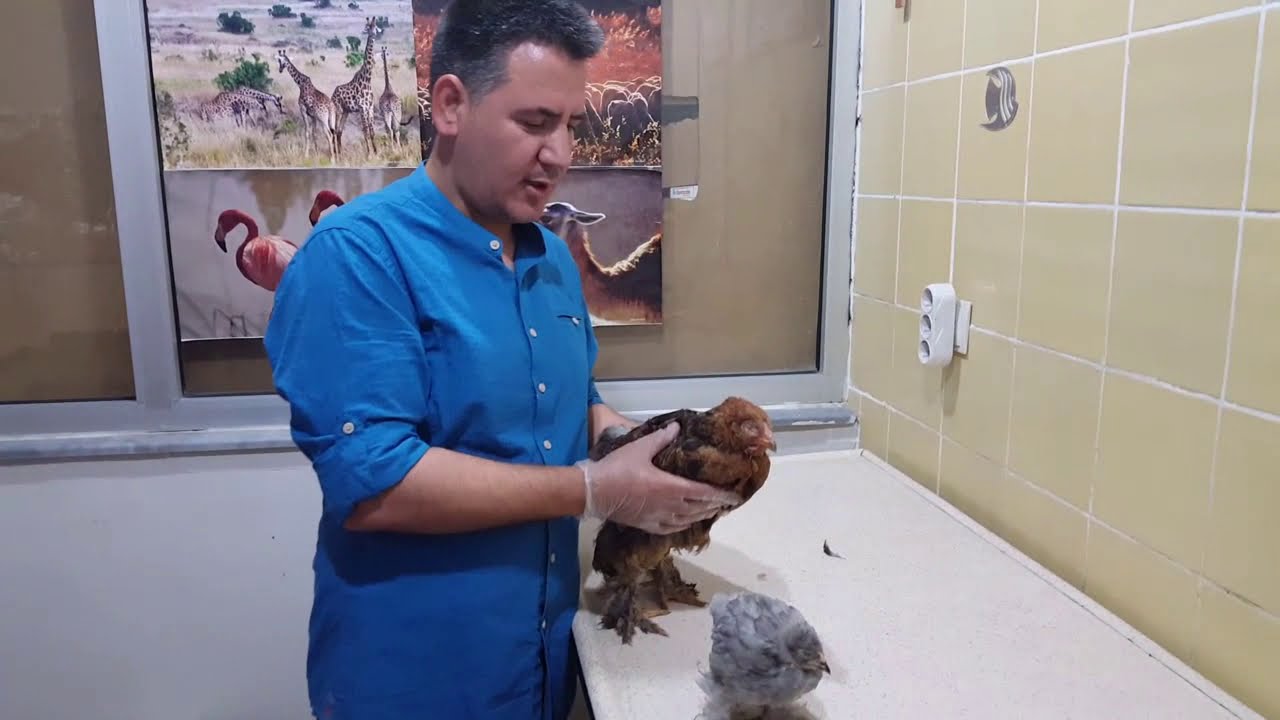 Tavuklarda solunum yolu hastalıkları nasıl oluşur nasıl bulaşır?