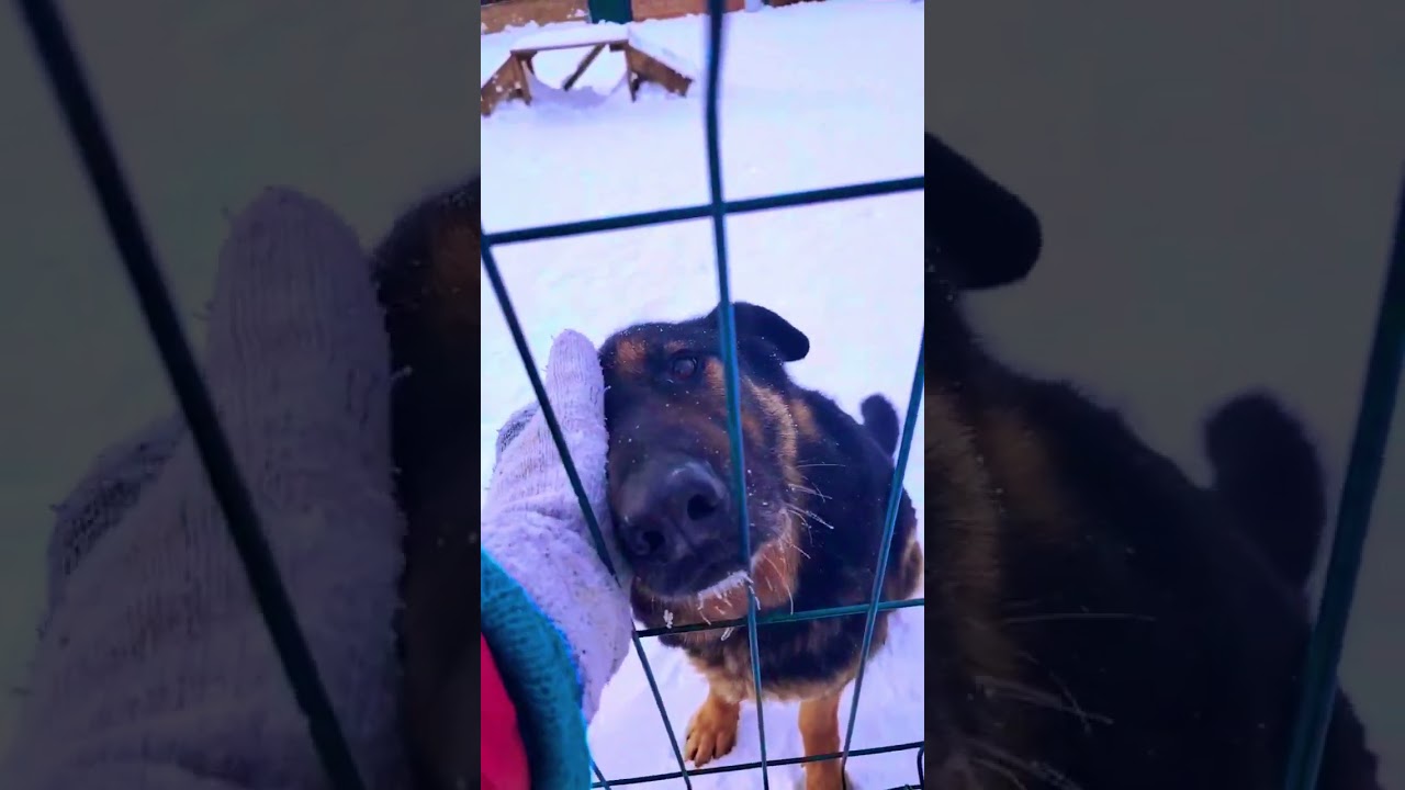 "Чего душе угодно?" ❥ Приют в Малинках 