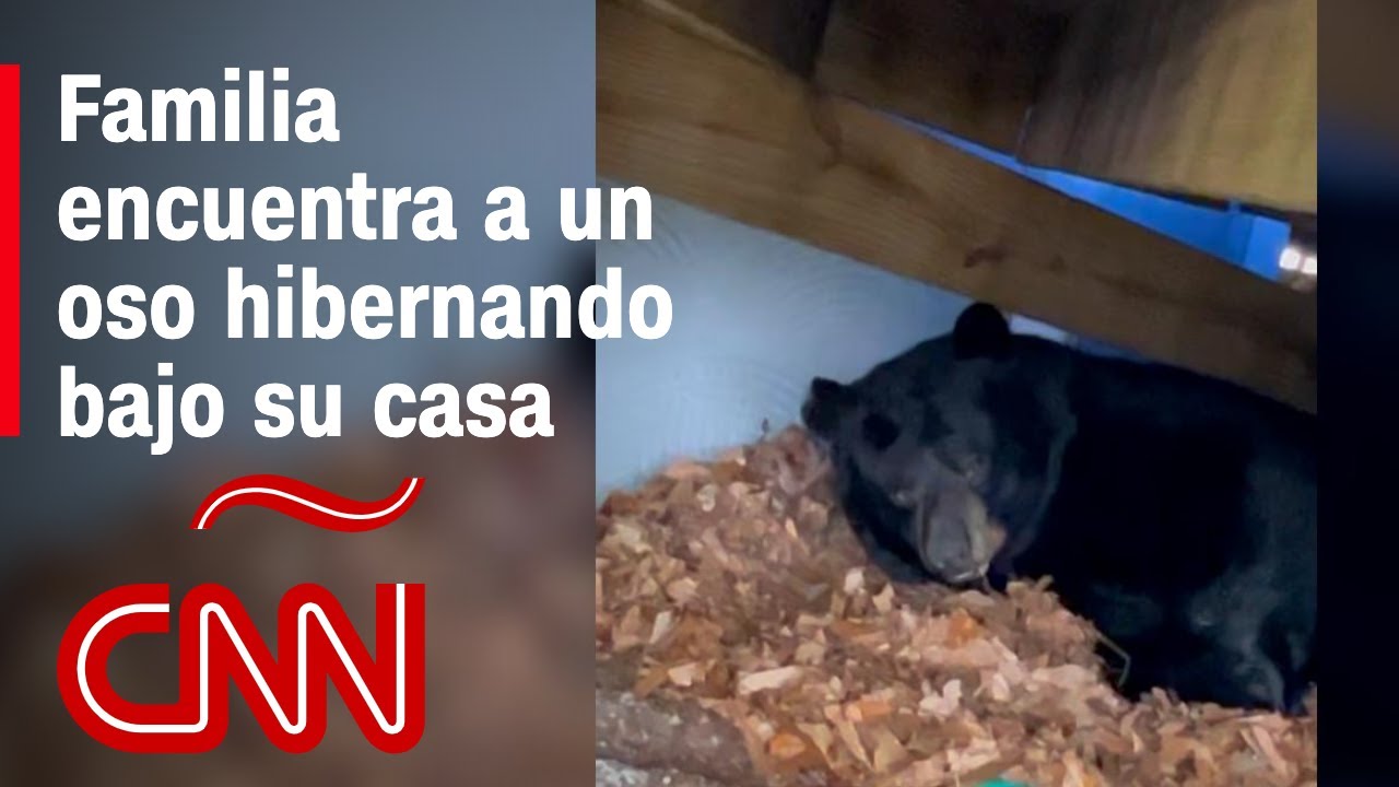 Mira al oso que hiberna bajo la terraza de la casa de una familia en Connecticut