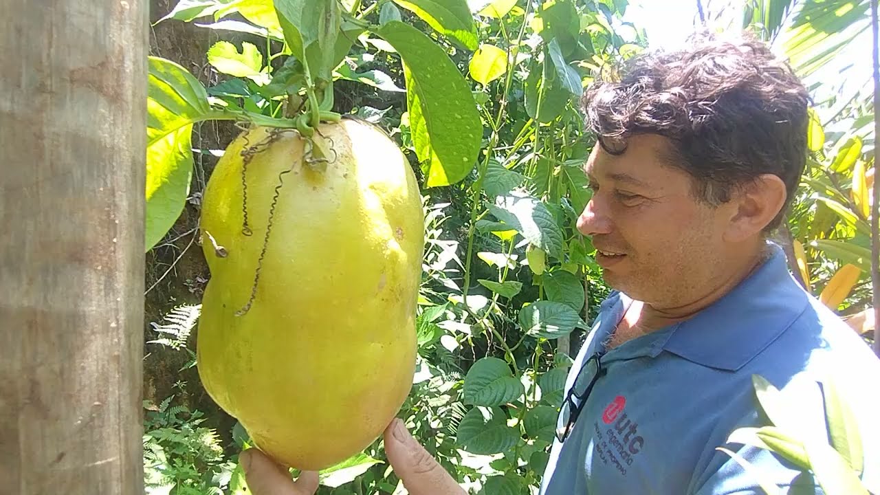 Maracujá Gigante ou Maracujá Melão (Passiflora quadrangularis)  whatsapp  21989297468