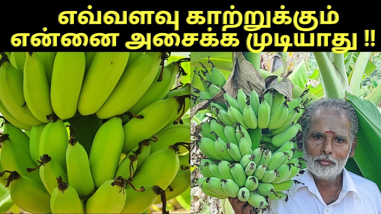 banana farming technique | வாழைமரம்  வளர்ப்பு பராமரிப்பு மற்றும் சாகுபடி முறைகள்-verukku neer