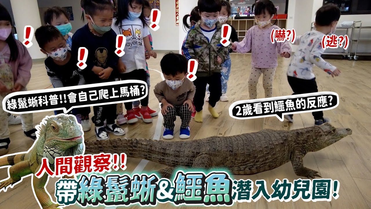 【人間觀察】綠鬣蜥&鱷魚!潛入幼兒園?2歲看到鱷魚的反應?綠鬣蜥科普!綠鬣蜥會爬上馬桶大便?會斷尾求生?段尾居然還會動?爭議寵物?氾濫的主因?【許伯簡芝】