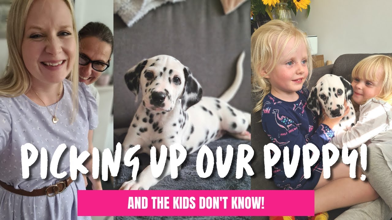 PUPPY SURPRISE REVEAL! Picking up our Dalmatian Puppy! THE KIDS DON'T KNOW WE ARE GETTING A DOG!