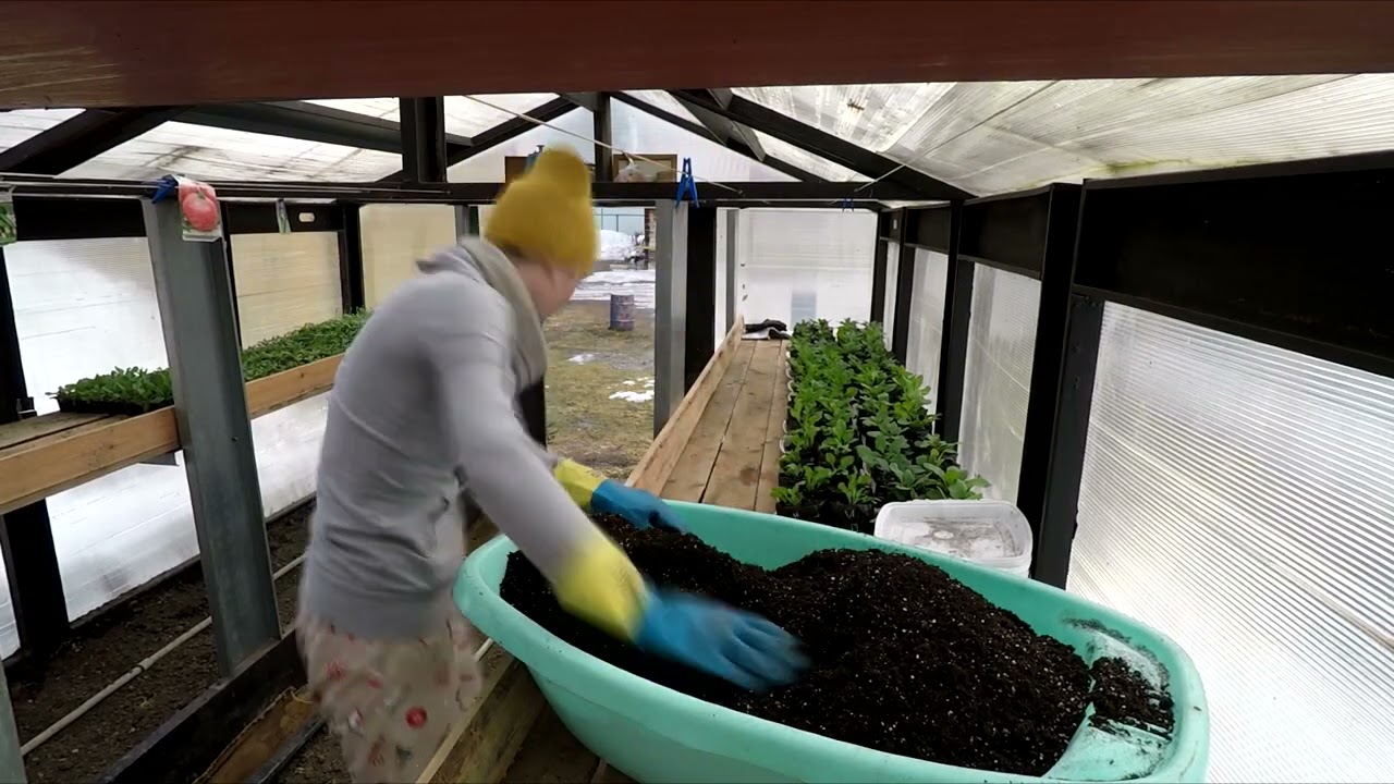 РАССАДА ДЛЯ ПРОДАЖИ.ОДИН ИЗ РАБОЧИХ ДНЕЙ.2021