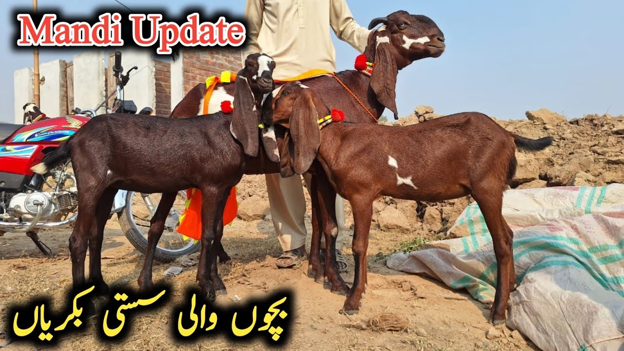 Bakra Mandi Sahiwal Ki Update Beetal Dood Wali bakryian Aur Beetal Breeder