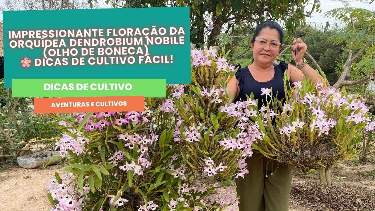 Impressionante Floração da Orquídea Dendrobium Nobile (Olho de Boneca) 🌸 Dicas de Cultivo Fácil!