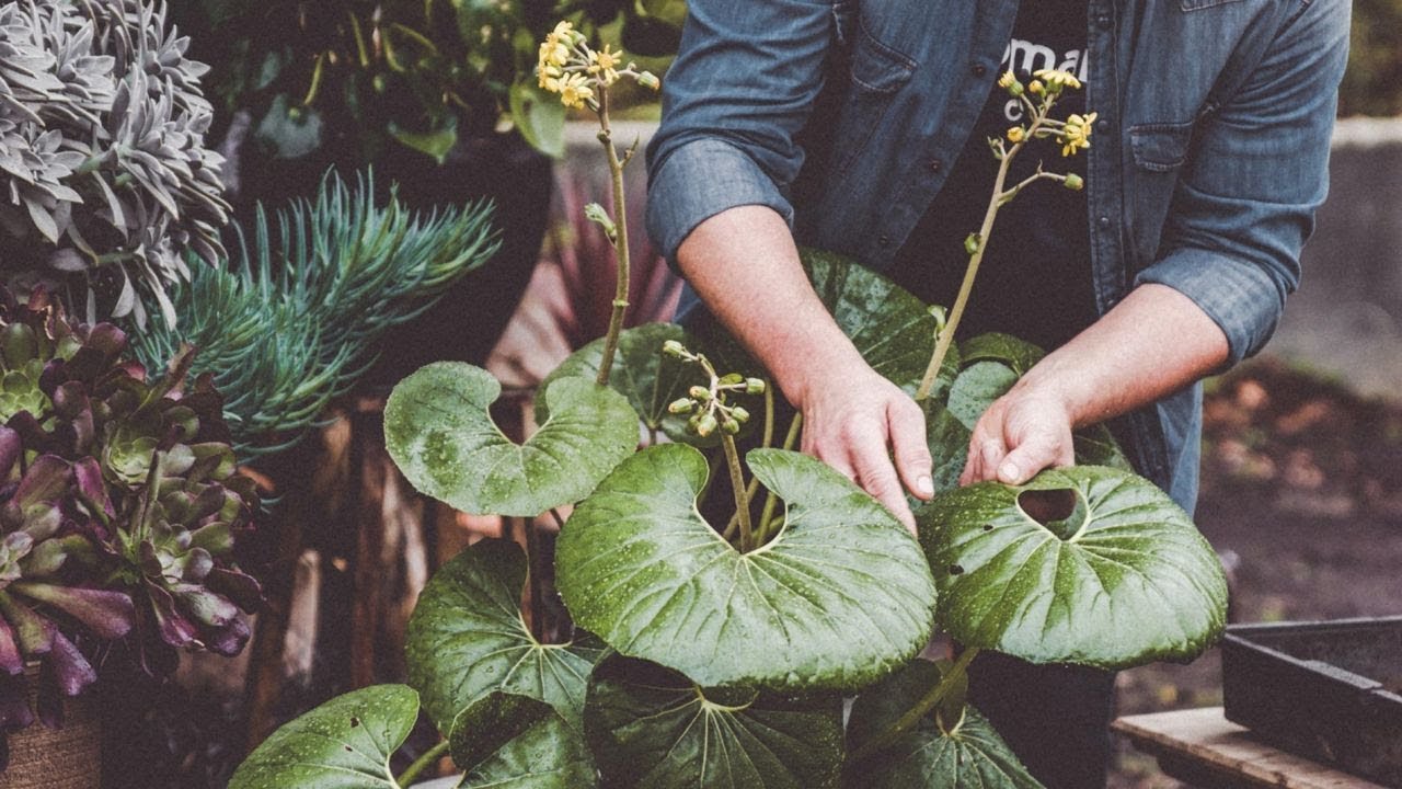 Características y mantenimiento de la Boina de vasco - Bricomanía