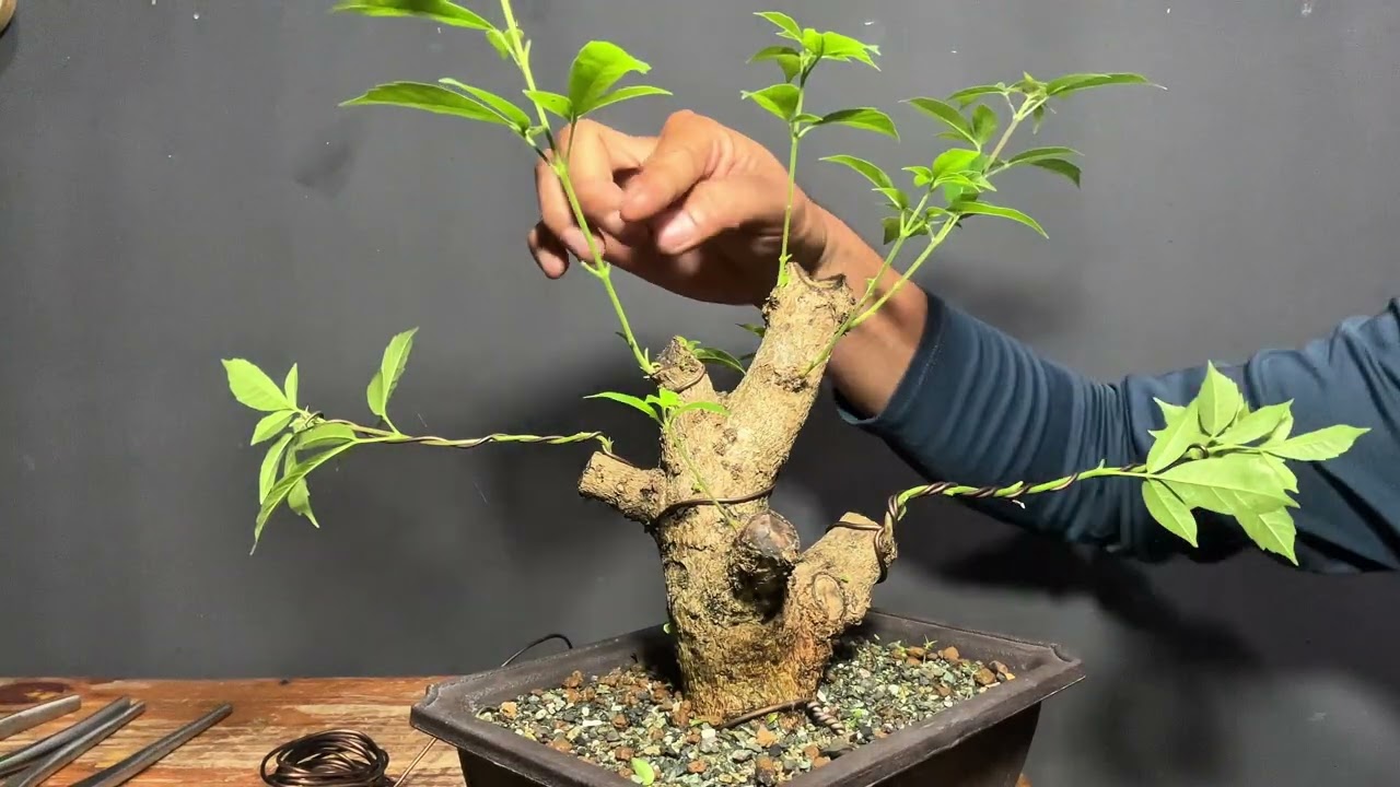 Vlog#62 after 7weeks pwd na mag 1st, wiring? #tutorial 🌳