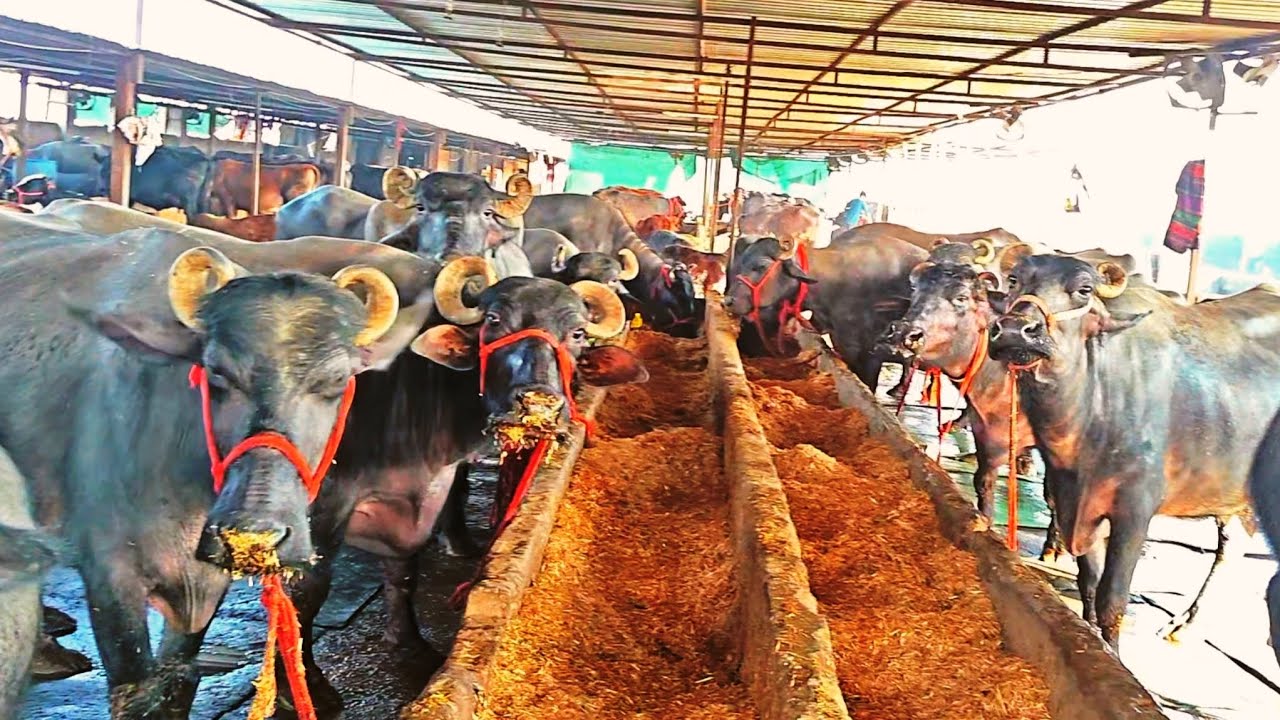 या हैं सबसे शानदार डरी फार्म जो जाना जाता है टॉप कुल्टी की। भैंसो की वजह से #video #dairyfarm #viral