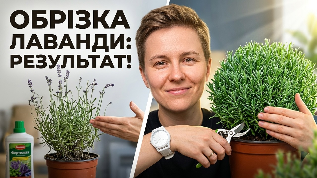 Мій метод ранньої обрізки лаванди. 100% результат.