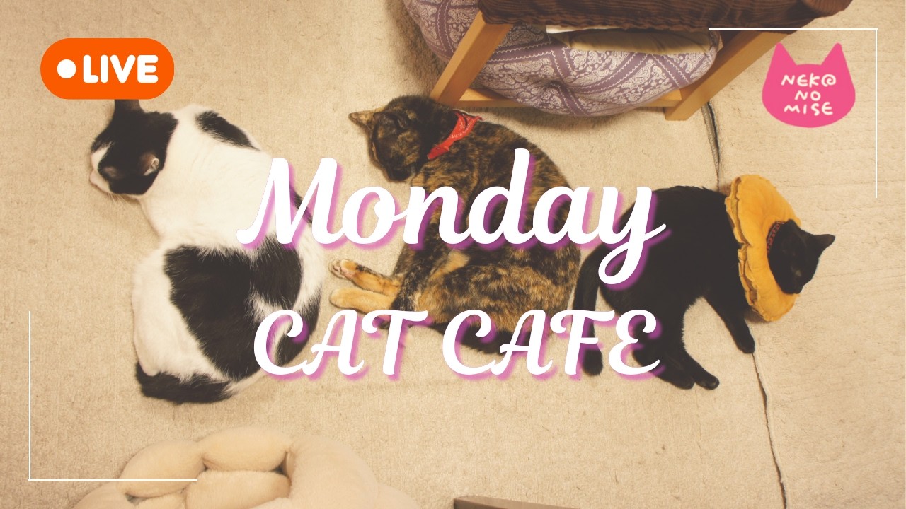 【ライブカメラ】猫カフェの閉店後をこっそり見守るライブ配信☕Relaxing Music & Cats｜2026.2.16