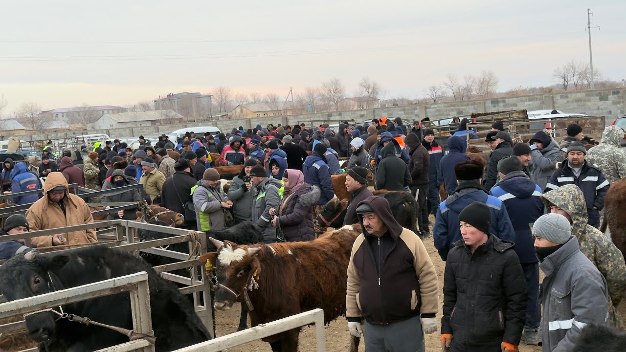 БЕРУНИЙ АБАЙ МОЛ БОЗОРИ 11 ФЕВРАЛ 2026