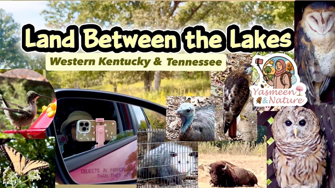 Land Between the Lakes | Nature Center, Hummingbirds & Elk–Bison Prairie 🦬🦉🦋 Kentucky-Tennessee ￼