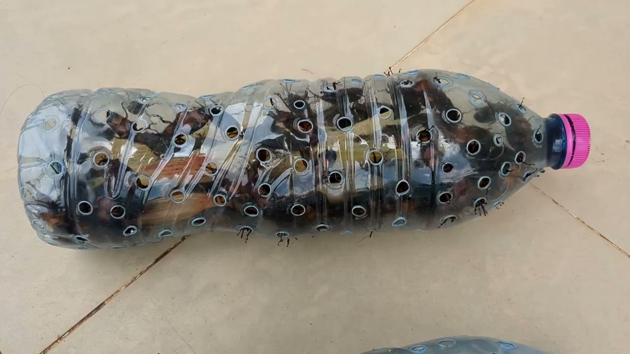 👉 Entrepreneur camerounais : l’élevage des larves de charançon du palmier, une filière d’avenir !