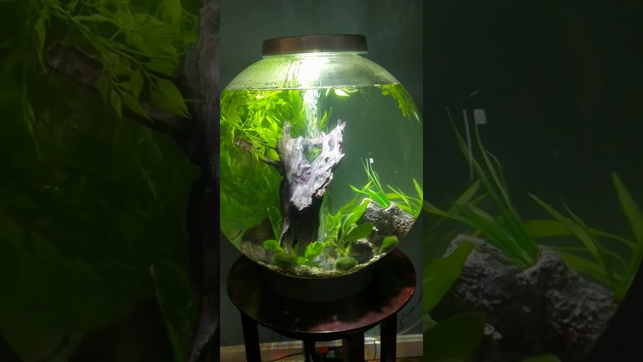 Biorb 60l fish tank