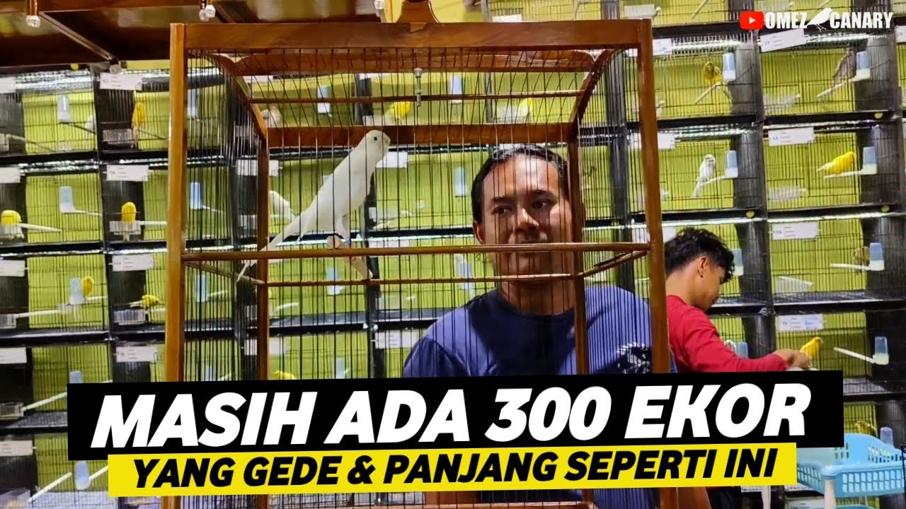 GAK CUMA 1 EKOR KENARI SEGEDE INI DISINI BAHKAN ADA YG KAYAK AYAM KATE