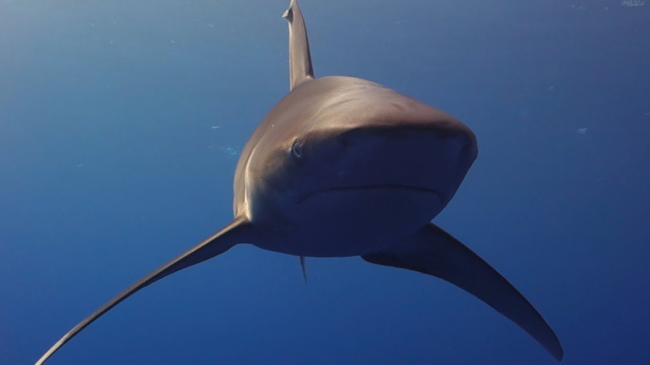 2 oceanic whitetip sharks testing me Daedalus Reef, Red Sea, Egypt 2/11-2020.