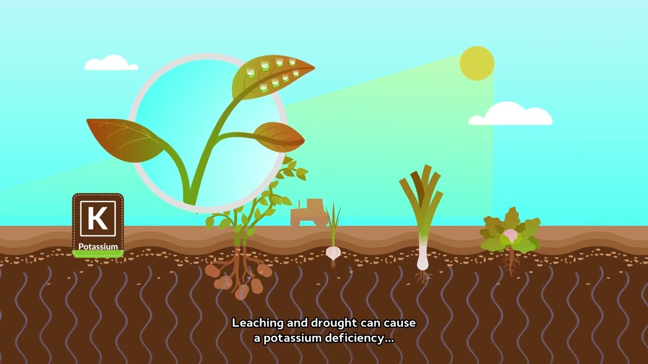 Soiltech Optima Leaf-K potassium foliar fertiliser