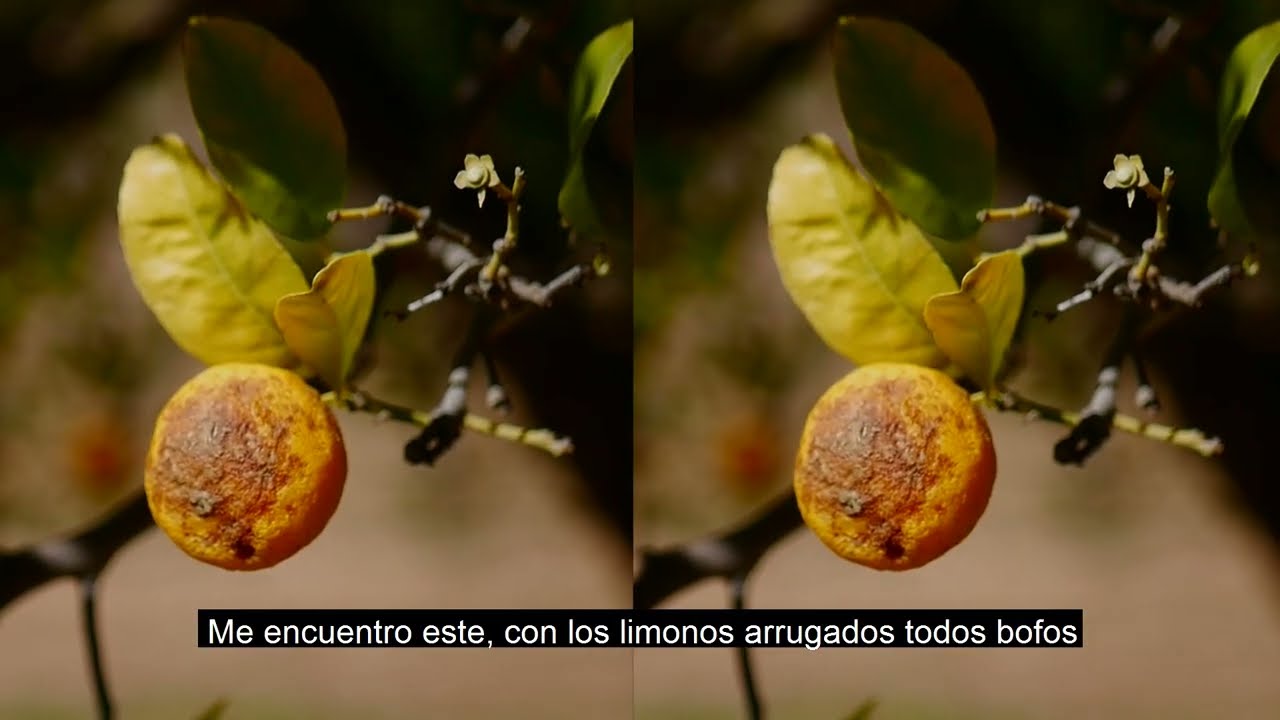 Citron 2 0 ranchos y huertos