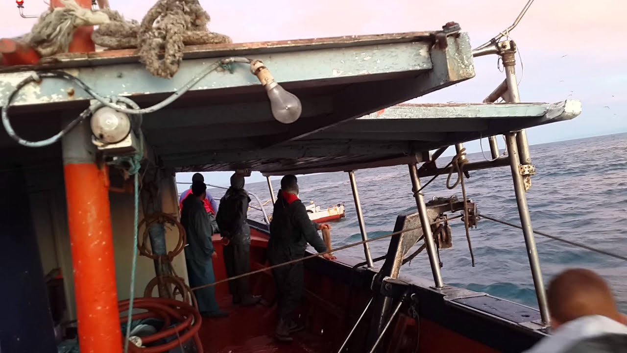bi702 peche sardine tunisie