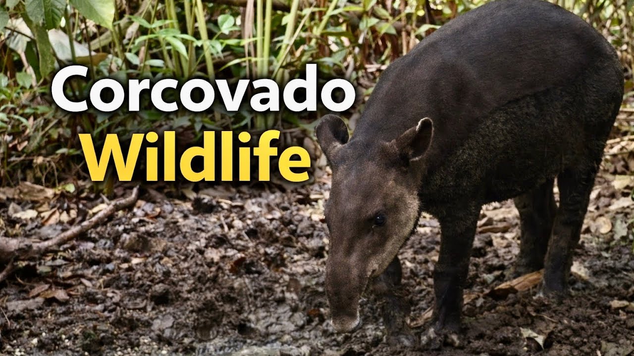 Exploring Corcovado National Park’s Wildlife (Costa Rica)