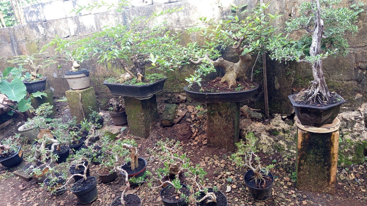 Di Obral bonsai santigi otr mulai 250an.super murah 0852 3238 7806 Gilang bonsai