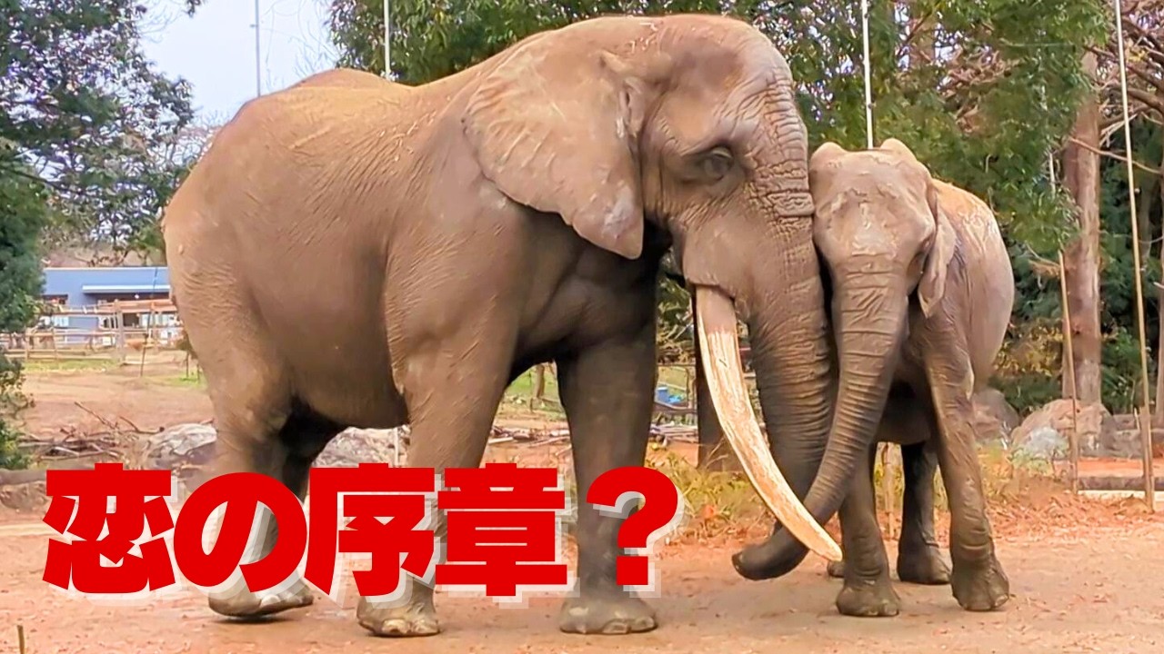 【アフリカゾウ 八木山動物公園】必見！恋の駆け引きが始まりそうな予感｜仲睦まじいベンとリリーに癒される