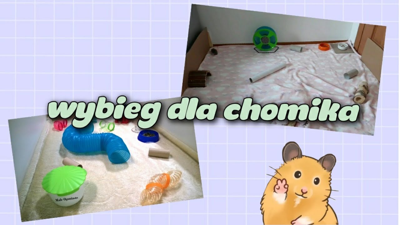 jak urządzić wybieg dla chomika?