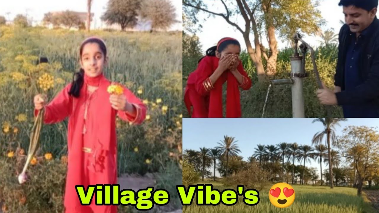 Aaj gay kheton pe ghomny | aur maheen ki chapl gir gai #imtiaz&M.yousafvlog 