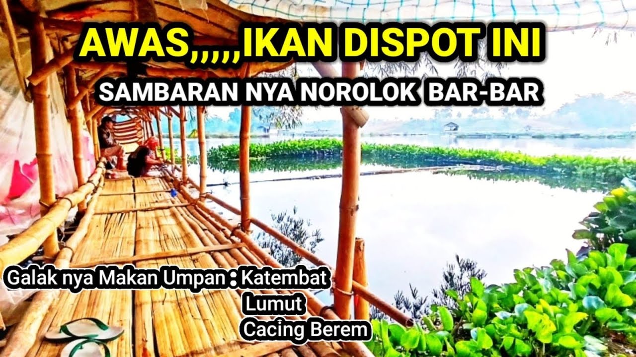 WOOOWWW...BONUS UANG TUNAI JIKA DAPAT IKAN BABON MINIMAL 1 KG || mancing saguling terbaru