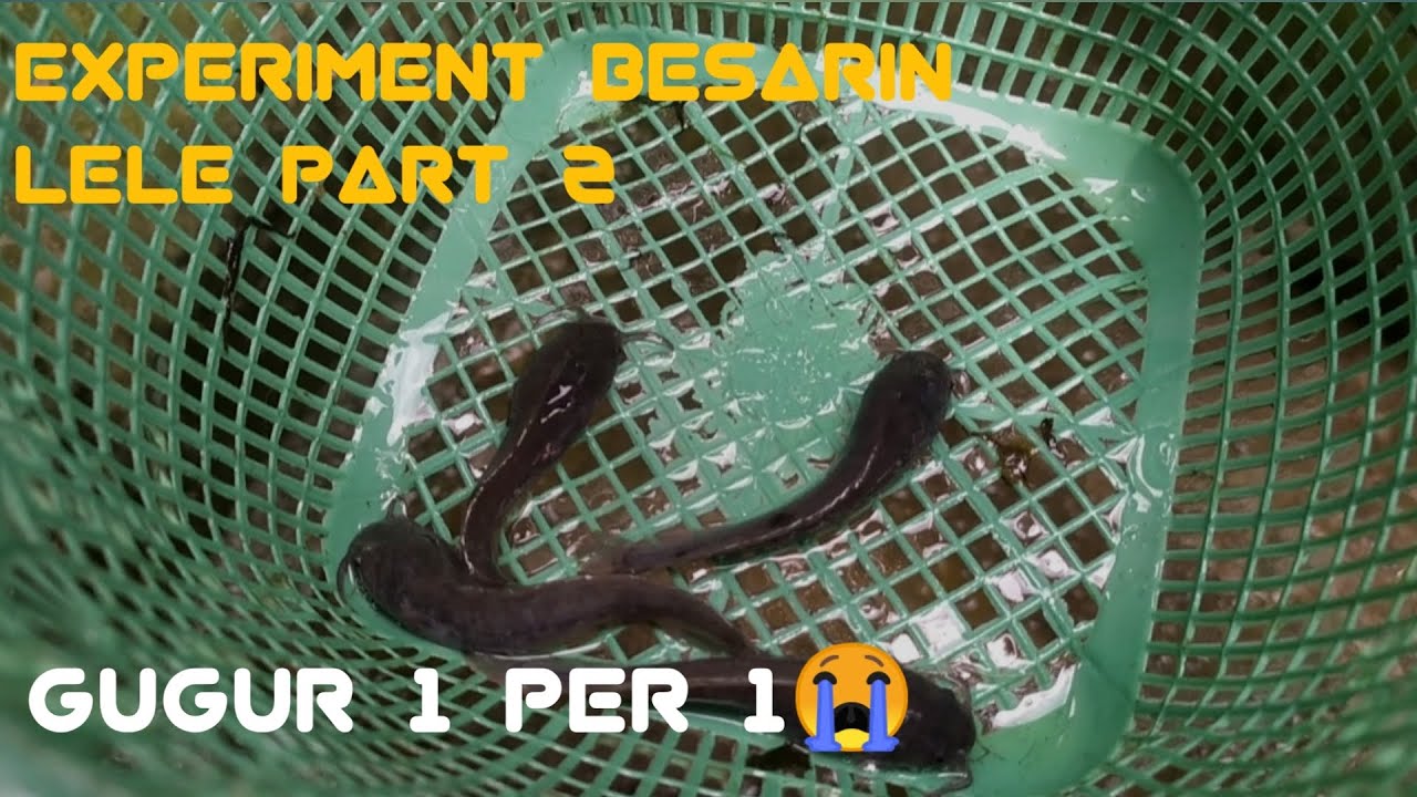 Experiment Besarin lele. Part#2 #fyp 