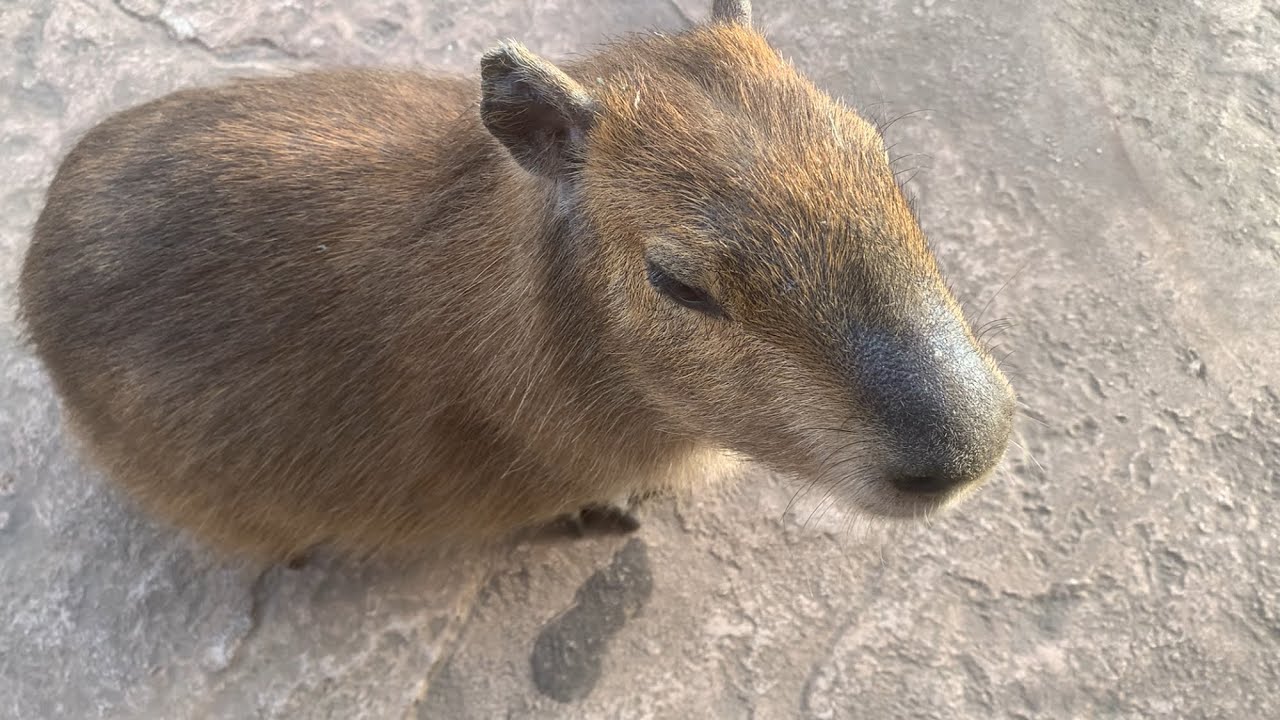 【伊豆アニマルキングダム】カピバラの赤ちゃんたち