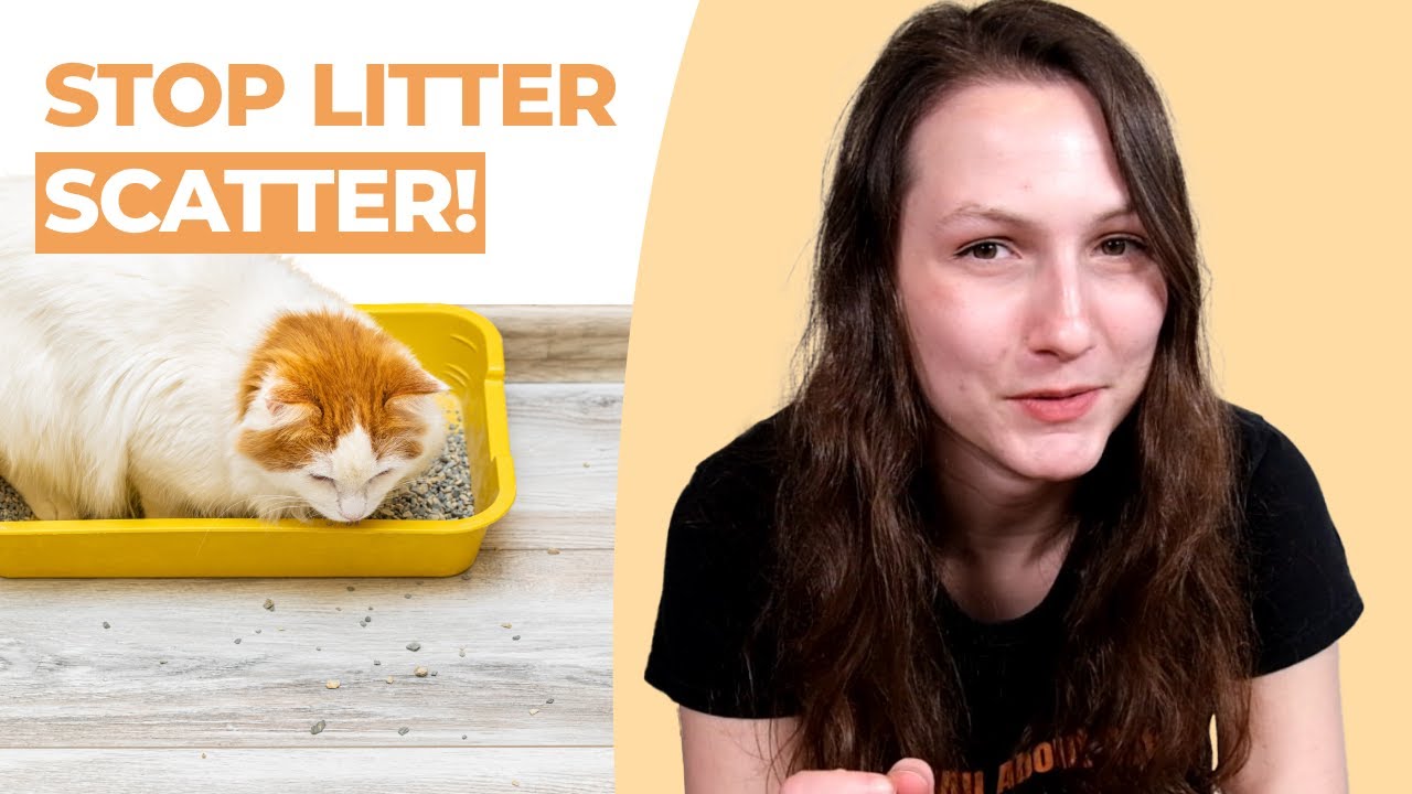 Cat Litter Everywhere? How to Stop Litter Tracking & Scatter