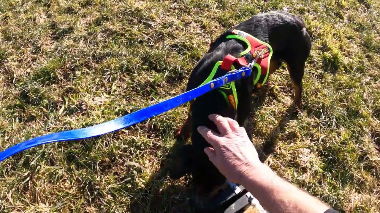 Erste Kunstfährte mit Fährtenschuh Wasgau. Kopov Bora 8Monate.